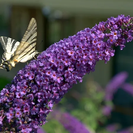 Ξενοδοχείο Niluefer Butik (adults Only) Ayvalı